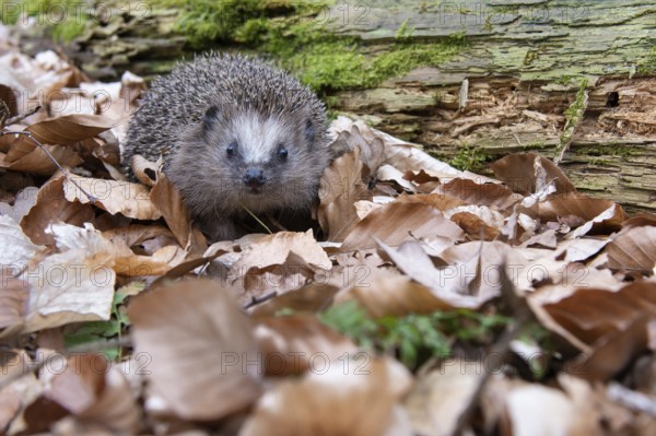 Hedgehog (Erinaceidae) on the forest floor looking for winter quarters, Cloppenburg, Lower Saxony, Germany