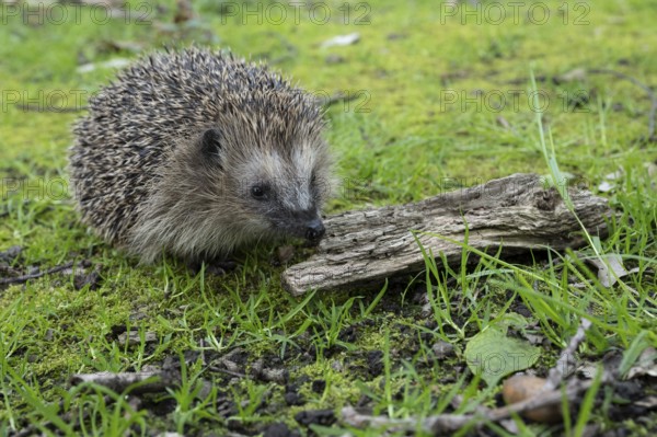 Hedgehog (Erinaceidae) on the forest floor, Cloppenburg, Lower Saxony, Germany