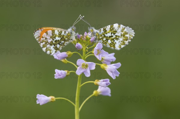 Aurora butterfly (Anthocharis cardamines) on meadowfoam, Vechta, Lower Saxony, Germany