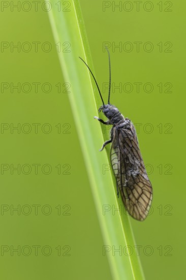 Common water lacewing (Sialis cf. lutaria) on a reed stalk, Ahlhorn, Lower Saxony, Germany