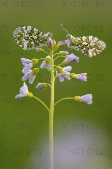 Aurora butterfly (Anthocharis cardamines) on meadowfoam, Vechta, Lower Saxony, Germany