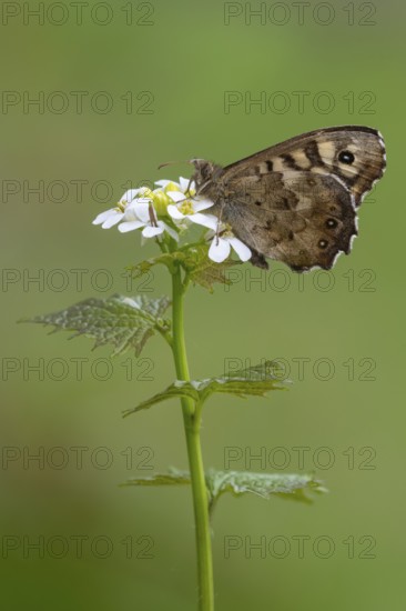Forest board game (Pararge aegeria), Vechta, Lower Saxony, Germany