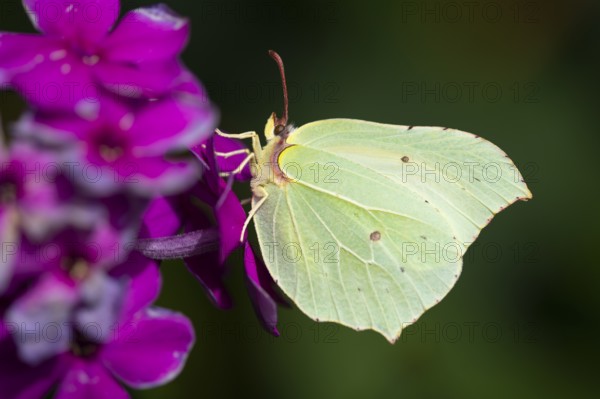 Lemon butterfly (Gonepteryx rhamni), Vechta, Lower Saxony, Germany