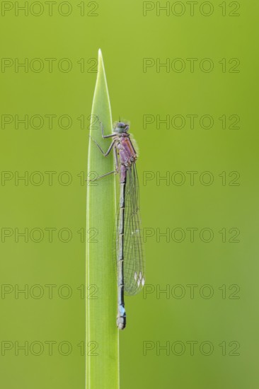 Blue-tailed damselfly (Ischnura elegans), Ahlhorn, Lower Saxony, Germany