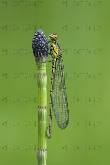 Red-eyed Damselfly (Erythromma najas), Ahlhorn, Lower Saxony, Germany