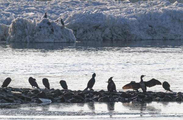 Cormorants on rocks and on icebergs on the Elbe in the area of the federal waterway near Geesthacht on a cold winter day. Geesthacht, Schleswig-Holstein, Germany