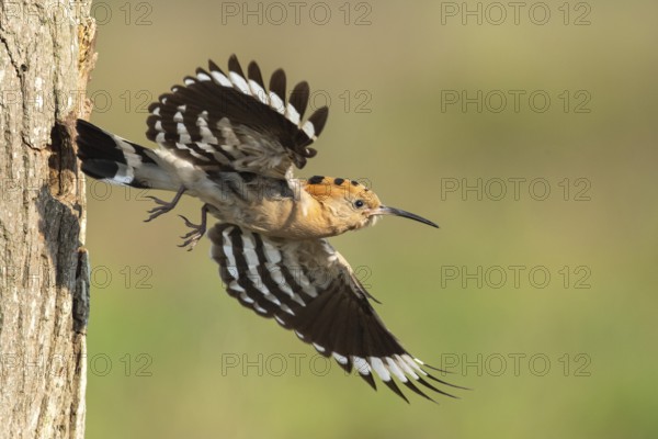 Hoopoe in flight (Upupa epops), Faßberg, Lower Saxony, Germany