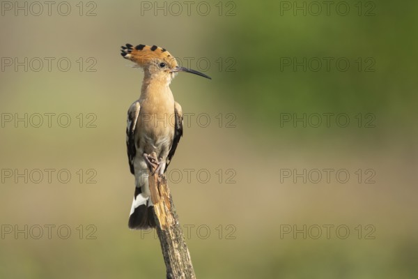 Hoopoe (Upupa epops), Faßberg, Lower Saxony, Germany