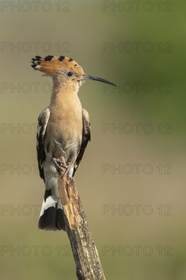 Hoopoe (Upupa epops), Faßberg, Lower Saxony, Germany
