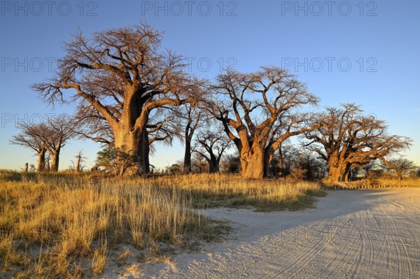 Baines Baobabs, baobab or baobab trees (Adansonia digitata), Kudiakam Pan, Nxai Pan National Park, near Gweta, Central District, Botswana