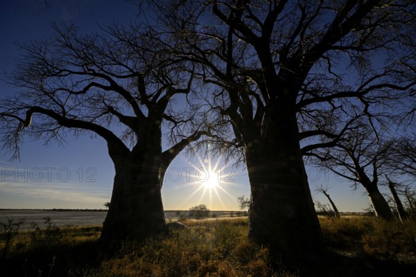 Baines Baobabs, baobab or baobab trees (Adansonia digitata) in the last daylight, Kudiakam Pan, Nxai Pan National Park, near Gweta, Central District, Botswana