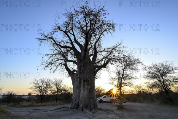 Camping vehicle under a baobab tree (Adansonia digitata), Kudiakam Pan, Nxai Pan National Park, near Gweta, Central District, Botswana