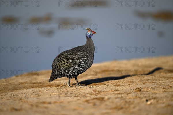 Helmeted guinea fowl (Numida meleagris) at the Nxai Pan waterhole, Nxai Pan National Park, near Gweta, Central District, Botswana