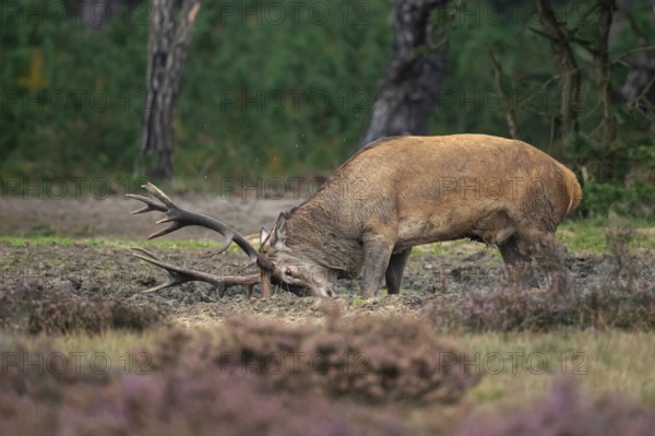 Red deer (Cervus elaphus), rut, Hoenderloo, Gelderland, Netherlands