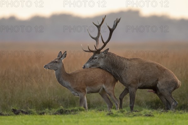 Red deer (Cervus elaphus) mating, Hoenderloo, Gelderland, Netherlands
