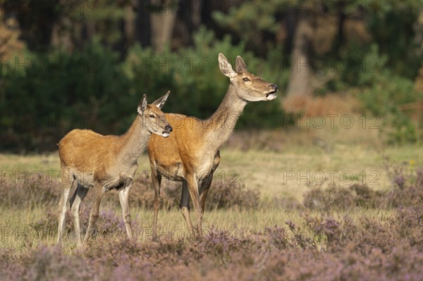 Red deer (Cervus elaphus), female, Hoenderloo, Gelderland, Netherlands