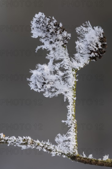 Hoarfrost on an alder branch, Colnrade, Lower Saxony, Germany
