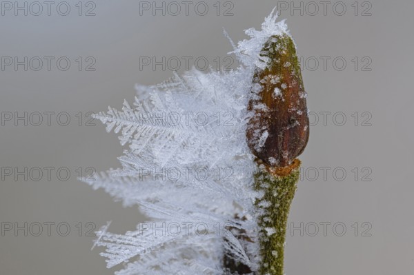 Hoarfrost on a branch with a bud, Colnrade, Lower Saxony, Germany