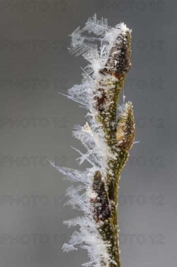 Hoarfrost on a branch with a bud, Colnrade, Lower Saxony, Germany
