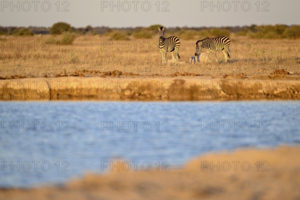 Plains zebra (Equus quagga) at the Nxai Pan waterhole, Nxai Pan National Park, near Gweta, Central District, Botswana