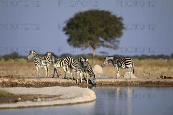Plains zebra (Equus quagga) at the Nxai Pan waterhole, Nxai Pan National Park, near Gweta, Central District, Botswana