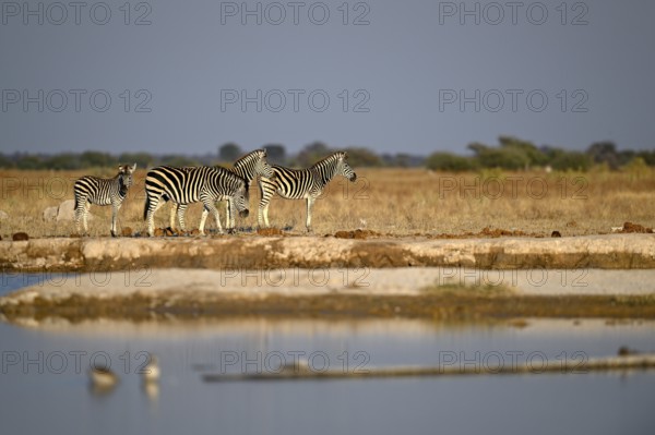 Plains zebra (Equus quagga) at the Nxai Pan waterhole, Nxai Pan National Park, near Gweta, Central District, Botswana