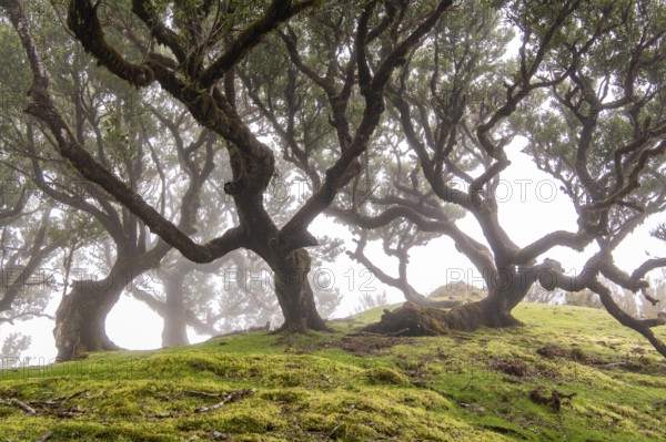 Laurel trees (Laurus nobilis) on Madeira, Fanal, Madeira, Portugal