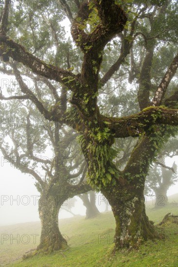 Laurel trees (Laurus nobilis) on Madeira, Fanal, Madeira, Portugal