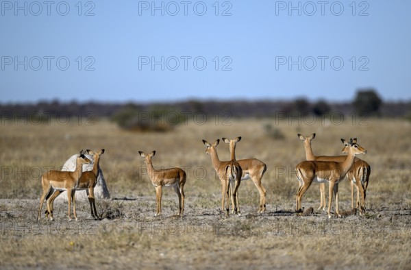 Black verse impala (Aepyceros melampus), Nxai Pan National Park, near Gweta, Central District, Botswana