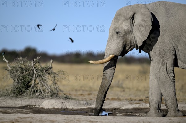 African elephant (Loxodonta africana), Nxai Pan National Park, near Gweta, Central District, Botswana