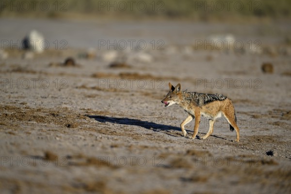 Black-backed jackal (Lupulella mesomelas), Nxai Pan National Park, near Gweta, Central District, Botswana
