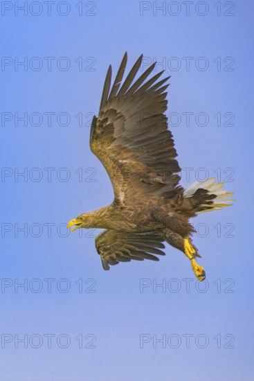 White-tailed eagle (Haliaeetus albicilla), in flight against a blue sky, Mecklenburg-Western Pomerania, Germany