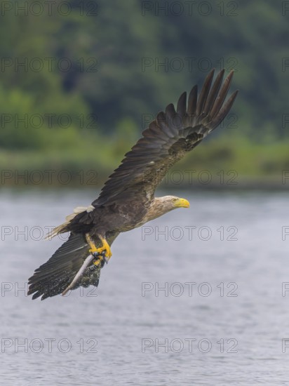 White-tailed eagle (Haliaeetus albicilla), in flight over a landscape of reeds and lakes with prey in its talons, Mecklenburg-Western Pomerania, Germany