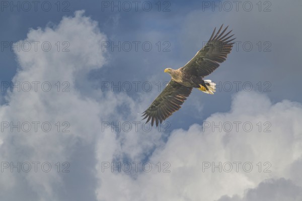 White-tailed eagle (Haliaeetus albicilla), in flight in front of thunderclouds, Mecklenburg-Western Pomerania, Germany