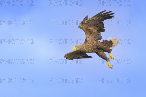 White-tailed eagle (Haliaeetus albicilla), in flight against a blue sky with clouds, Mecklenburg-Western Pomerania, Germany