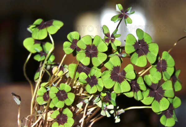 Four-leaf clover, symbol of luck, Germany
