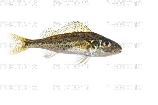 Ruffe (Gymnocephalus cernua), fish, free-ranging, Vechta, Lower Saxony, Germany