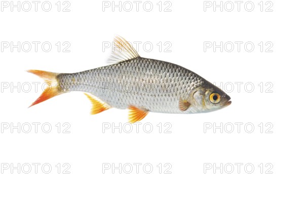 Rudd (Scardinius erythrophthalmus), fish, cut out, Vechta, Lower Saxony, Germany