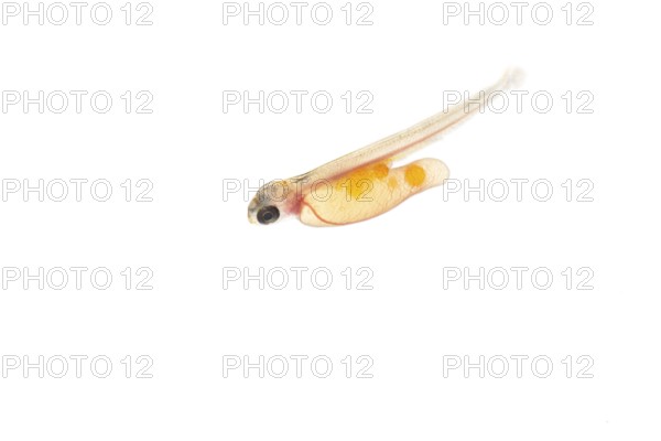 Juvenile fish, larva of Atlantic salmon (Salmo salar) after hatching in water, cut-out, fish, Wildeshausen, Lower Saxony, Germany