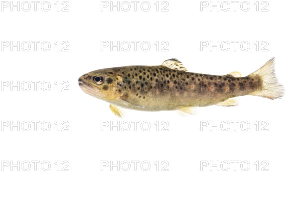 Brown trout (Salmo trutta fario), Fish, Freisteller, Vechta, Lower Saxony, Germany