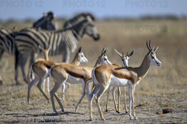 Springbok (Antidorcas hofmeyri) and plains zebra (Equus quagga) at the Nxai Pan waterhole, Nxai Pan National Park, near Gweta, Central District, Botswana