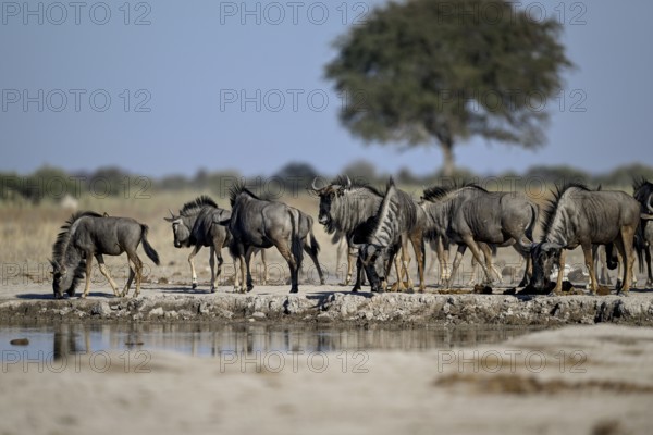 Blue wildebeest (Connochaetes taurinus) at the Nxai Pan waterhole, Nxai Pan National Park, near Gweta, Central District, Botswana