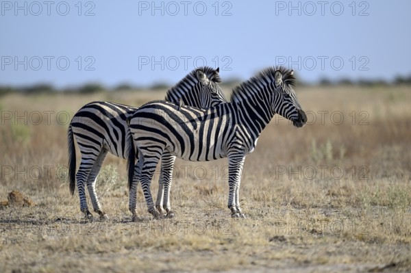 Plains zebra (Equus quagga), Nxai Pan National Park, near Gweta, Central District, Botswana