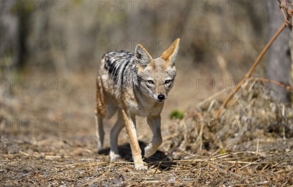 Black-backed jackal (Lupulella mesomelas), Nxai Pan National Park, near Gweta, Central District, Botswana