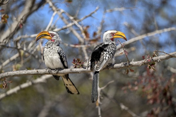 Southern yellow-billed tocos (Tockus leucomelas), Nxai Pan National Park, near Gweta, Central District, Botswana