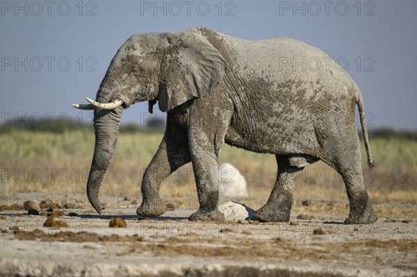 African elephant (Loxodonta africana), Nxai Pan National Park, near Gweta, Central District, Botswana