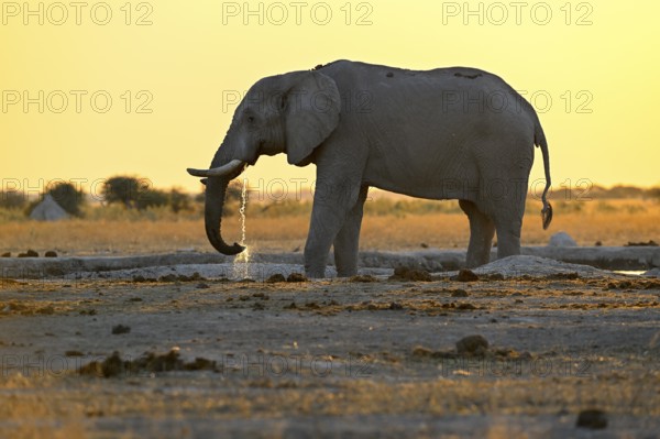 African elephant (Loxodonta africana), blue hour at Nxai Pan waterhole, sunset, Nxai Pan National Park, near Gweta, Central District, Botswana