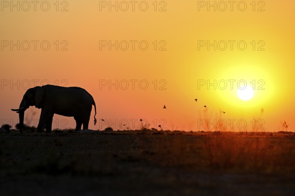 African elephant (Loxodonta africana), blue hour at Nxai Pan waterhole, sunset, Nxai Pan National Park, near Gweta, Central District, Botswana