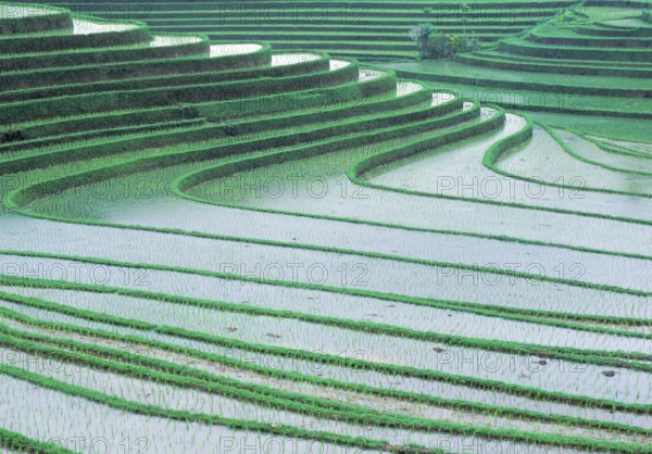 Terraced ice fields north of Antosari, Bali, Indonesia