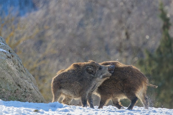 Two young wild boars (Sus scrofa) wrestle with each other in the backlight of the sun in a clearing. Their raised dorsal crests glow in the light. Bavaria, Germany
